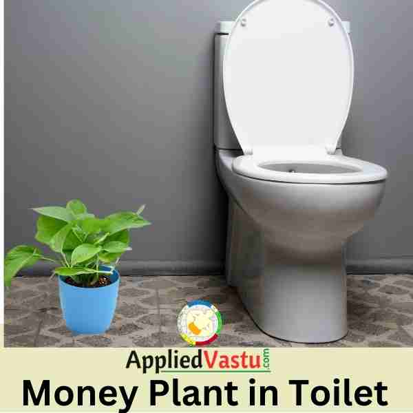 Money Plat in Bathroom toilet - vastu For Money plant AppliedVastu.jpg.jpg